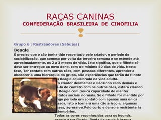 
Grupo 6 : Rastreadores (Sabujos)
Beagle
É preciso que o cão tenha tido respeitado pelo criador, o período de
sociabilização, que começa por volta da terceira semana e se estende até
aproximadamente, os 2 a 3 meses de vida. Isto significa, que o filhote só
deve ser entregue ao novo dono, com no mínimo 50 dias de vida. Nesta
fase, Ter contato com outros cães, com pessoas diferentes, aprender a
obedecer a uma hierarquia do grupo, são experiências que farão do filhote
um Beagle equilibrado na vida adulta.
Se o criador desmamar o Cãozinho cedo demais e
tirá-lo do contato com os outros cães, estará criando
um Beagle com pouca capacidade de manter
contatos sociais normais. Se o filhote for mantido por
longo período em contato com apenas uma única
pessoa, isto o tornará uma cão arisco e, algumas
vezes, agressivo.Pelo curto e denso e resistente às
intempéries.
Todas as cores reconhecidas para os hounds,
RAÇAS CANINAS
CONFEDERAÇÃO BRASILEIRA DE CINOFILIA
 