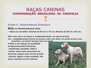 
Grupo 6 : Rastreadores (Sabujos)
Billy ou Montaimboeuf céris
- altura na cernelha: machos de 60 cm a 70 cm, fêmeas de 58 cm a 62 cm.
Pêlo raso, duro ao toque e, freqüentemente, um pouco grosso.
Cor- completamente branca ou branco café com leite, ou ainda branco com
manchas, ou manto laranja claro ou limão.
O Billy é um sabujo de qualidade
excepcional,olfato finíssimo,
trabalhador decidido; hábil e
astuto, sabe como aproximar-se
da presa. possui uma voz de grande
alcance, ligeira e bem entoada. Um
pouco sensível ao frio intenso.
RAÇAS CANINAS
CONFEDERAÇÃO BRASILEIRA DE CINOFILIA
 