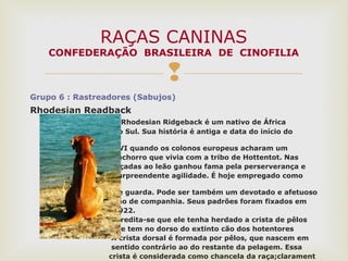 
Grupo 6 : Rastreadores (Sabujos)
Rhodesian Readback
O Rhodesian Ridgeback é um nativo de África
do Sul. Sua história é antiga e data do início do
século
XVI quando os colonos europeus acharam um
cachorro que vivia com a tribo de Hottentot. Nas
caçadas ao leão ganhou fama pela perserverança e
surpreendente agilidade. É hoje empregado como
cão
de guarda. Pode ser também um devotado e afetuoso
cão de companhia. Seus padrões foram fixados em
1922.
Acredita-se que ele tenha herdado a crista de pêlos
que tem no dorso do extinto cão dos hotentores
A crista dorsal é formada por pêlos, que nascem em
sentido contrário ao do restante da pelagem. Essa
crista é considerada como chancela da raça;clarament
RAÇAS CANINAS
CONFEDERAÇÃO BRASILEIRA DE CINOFILIA
 