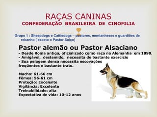 Grupo 1 : Sheepdogs e Cattledogs – pastores, montanheses e guardiões de
rebanho ( exceto o Pastor Suiço)
RAÇAS CANINAS
CONFEDERAÇÃO BRASILEIRA DE CINOFILIA
Pastor alemão ou Pastor Alsaciano
- Desde Roma antiga, oficializado como raça na Alemanha em 1890.
- Amigável, destemido, necessita de bastante exercício
- Sua pelagem densa necessita escovações
freqüentes e bastante trato.
Macho: 61-66 cm
Fêmea: 56-61 cm
Proteção: Excelente
Vigilância: Excelente
Treinabilidade: alta
Expectativa de vida: 10-12 anos
 