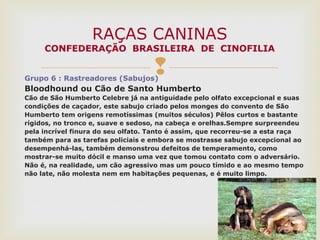 Grupo 6 : Rastreadores (Sabujos)
Bloodhound ou Cão de Santo Humberto
Cão de São Humberto Celebre já na antiguidade pelo olfato excepcional e suas
condições de caçador, este sabujo criado pelos monges do convento de São
Humberto tem origens remotíssimas (muitos séculos) Pêlos curtos e bastante
rígidos, no tronco e, suave e sedoso, na cabeça e orelhas.Sempre surpreendeu
pela incrível finura do seu olfato. Tanto é assim, que recorreu-se a esta raça
também para as tarefas policiais e embora se mostrasse sabujo excepcional ao
desempenhá-las, também demonstrou defeitos de temperamento, como
mostrar-se muito dócil e manso uma vez que tomou contato com o adversário.
Não é, na realidade, um cão agressivo mas um pouco tímido e ao mesmo tempo
não late, não molesta nem em habitações pequenas, e é muito limpo.
RAÇAS CANINAS
CONFEDERAÇÃO BRASILEIRA DE CINOFILIA
 