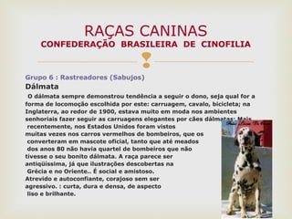 
Grupo 6 : Rastreadores (Sabujos)
Dálmata
O dálmata sempre demonstrou tendência a seguir o dono, seja qual for a
forma de locomoção escolhida por este: carruagem, cavalo, bicicleta; na
Inglaterra, ao redor de 1900, estava muito em moda nos ambientes
senhoriais fazer seguir as carruagens elegantes por cães dálmatas; Mais
recentemente, nos Estados Unidos foram vistos
muitas vezes nos carros vermelhos de bombeiros, que os
converteram em mascote oficial, tanto que até meados
dos anos 80 não havia quartel de bombeiros que não
tivesse o seu bonito dálmata. A raça parece ser
antiqüíssima, já que ilustrações descobertas na
Grécia e no Oriente.. É social e amistoso.
Atrevido e autoconfiante, corajoso sem ser
agressivo. : curta, dura e densa, de aspecto
liso e brilhante.
RAÇAS CANINAS
CONFEDERAÇÃO BRASILEIRA DE CINOFILIA
 