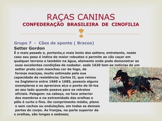 
Grupo 7 - Cães de aponte ( Bracos)
Setter Gordon
É o mais pesado e, portanto,o mais lento dos setters; entretanto, neste
caso seu peso é índice de maior robustez e permite ao cão caçar em
qualquer terreno e também na água, elemento onde pode demonstrar as
suas excelentes condições de nadador. esde 1620 tem-se noticias de um
setter preto com manchas cor de fogo, de
formas maciças, muito estimado pela sua
capacidade de resistência; Carlos II, que reinou
na Inglaterra entre 1660 e 1685, possuía alguns
exemplares e os apreciava at;e o ponto de tê-los
ao seu lado quando posava para os retratos
oficiais. Pelagem: na cabeça, na face anterior
dos membros e na extremidade das orelhas o
pêlo é curto e fino. De comprimento médio, plano
e sem cachos ou ondulações, em todas as demais
partes do corpo. As franjas, na parte superior da
s orelhas, são longas e sedosas;
RAÇAS CANINAS
CONFEDERAÇÃO BRASILEIRA DE CINOFILIA
 