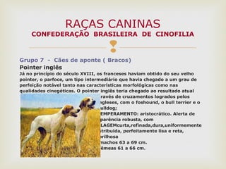 
Grupo 7 - Cães de aponte ( Bracos)
Pointer inglês
Já no princípio do século XVIII, os franceses haviam obtido do seu velho
pointer, o parfoce, um tipo intermediário que havia chegado a um grau de
perfeição notável tanto nas características morfológicas como nas
qualidades cinegéticas. O pointer inglês teria chegado ao resultado atual
através de cruzamentos logrados pelos
ingleses, com o foshound, o bull terrier e o
bulldog;
TEMPERAMENTO: aristocrático. Alerta de
aparência robusta, com
PELAGEMcurta,refinada,dura,uniformemente
distribuída, perfeitamente lisa e reta,
brilhosa
-machos 63 a 69 cm.
fêmeas 61 a 66 cm.
RAÇAS CANINAS
CONFEDERAÇÃO BRASILEIRA DE CINOFILIA
 