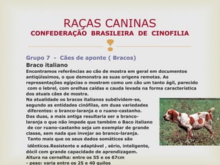 
Grupo 7 - Cães de aponte ( Bracos)
Braco italiano
Encontramos referências ao cão de mostra em geral em documentos
antiqüíssimos, o que demonstra as suas origens remotas. As
representações egípcias o mostram como um cão um tanto ágil, parecido
com o lebrel, com orelhas caídas e cauda levada na forma característica
dos atuais cães de mostra.
Na atualidade os bracos italianos subdividem-se,
segundo as entidades cinófilas, em duas variedades
diferentes: o branco-laranja e o ruano-castanho.
Das duas, a mais antiga resultaria ser a branco-
laranja o que não impede que também o Baco italiano
de cor ruano-castanho seja um exemplar de grande
classe, sem nada que invejar ao branco-laranja.
Tanto mais que os seus dados somáticos são
idênticos.Resistente e adaptável , sério, inteligente,
dócil com grande capacidade de aprendizagem.
Altura na cernelha: entre os 55 e os 67cm
- peso: varia entre os 25 e 40 quilos
RAÇAS CANINAS
CONFEDERAÇÃO BRASILEIRA DE CINOFILIA
 