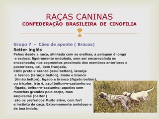 
Grupo 7 - Cães de aponte ( Bracos)
Setter inglês
Pelos: desde a nuca, alinhada com as orelhas, a pelagem é longa
e sedosa, ligeiramente ondulada, sem ser encaracolada ou
encacheada; nos segmentos proximais dos membros anteriores e
posteriores, cai, bem franjada.
COR: preto e branco (azul belton), laranja
e branco (laranja belton), limão e branco
(limão belton), fígado e branco (fígado belton),
ou tricolor, isto é, azul belton-e-castanho ou
fígado, belton-e-castanho; aqueles sem
manchas grandes pelo corpo, mas
salpicadas (belton)
são os preferidos.Muito ativo, com fort
e instinto de caça. Extremamente amistoso e
de boa índole.
RAÇAS CANINAS
CONFEDERAÇÃO BRASILEIRA DE CINOFILIA
 
