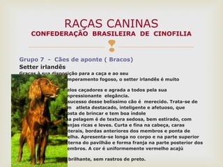 
Grupo 7 - Cães de aponte ( Bracos)
Setter irlandês
Graças à sua disposição para a caça e ao seu
temperamento fogoso, o setter irlandês é muito
apreciado
pelos caçadores e agrada a todos pela sua
impressionante elegância.
O sucesso desse belíssimo cão é merecido. Trata-se de
um atleta destacado, inteligente e afetuoso, que
gosta de brincar e tem boa índole
Sua pelagem é de textura sedosa, bem estirado, com
franjas ricas e leves. Curta e fina na cabeça, caras
laterais, bordas anteriores dos membros e ponta de
orelha. Apresenta-se longa no corpo e na parte superior
externa do pavilhão e forma franja na parte posterior dos
membros. A cor é uniformemente vermelho acajú
dourada
e brilhante, sem rastros de preto.
RAÇAS CANINAS
CONFEDERAÇÃO BRASILEIRA DE CINOFILIA
 