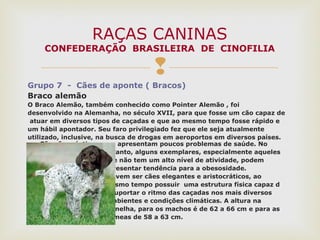 
Grupo 7 - Cães de aponte ( Bracos)
Braco alemão
O Braco Alemão, também conhecido como Pointer Alemão , foi
desenvolvido na Alemanha, no século XVII, para que fosse um cão capaz de
atuar em diversos tipos de caçadas e que ao mesmo tempo fosse rápido e
um hábil apontador. Seu faro privilegiado fez que ele seja atualmente
utilizado, inclusive, na busca de drogas em aeroportos em diversos países.
São cães rústicos, que apresentam poucos problemas de saúde. No
entanto, alguns exemplares, especialmente aqueles
que não tem um alto nível de atividade, podem
apresentar tendência para a obesosidade.
Devem ser cães elegantes e aristocráticos, ao
mesmo tempo possuir uma estrutura física capaz d
e suportar o ritmo das caçadas nos mais diversos
ambientes e condições climáticas. A altura na
cernelha, para os machos é de 62 a 66 cm e para as
fêmeas de 58 a 63 cm.
RAÇAS CANINAS
CONFEDERAÇÃO BRASILEIRA DE CINOFILIA
 