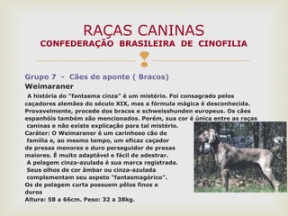 
Grupo 7 - Cães de aponte ( Bracos)
Weimaraner
A história do "fantasma cinza" é um mistério. Foi consagrado pelos
caçadores alemães do século XIX, mas a fórmula mágica é desconhecida.
Provavelmente, procede dos bracos e schweisshunden europeus. Os cães
espanhóis também são mencionados. Porém, sua cor é única entre as raças
caninas e não existe explicação para tal mistério.
Caráter: O Weimaraner é um carinhoso cão de
família e, ao mesmo tempo, um eficaz caçador
de presas menores e duro perseguidor de presas
maiores. É muito adaptável e fácil de adestrar.
A pelagem cinza-azulada é sua marca registrada.
Seus olhos de cor âmbar ou cinza-azulada
complementam seu aspeto "fantasmagórico".
Os de pelagem curta possuem pêlos finos e
duros
Altura: 58 a 66cm. Peso: 32 a 38kg.
RAÇAS CANINAS
CONFEDERAÇÃO BRASILEIRA DE CINOFILIA
 