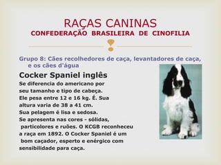 
Grupo 8: Cães recolhedores de caça, levantadores de caça,
e os cães d'água
Cocker Spaniel inglês
Se diferencia do americano por
seu tamanho e tipo de cabeça.
Ele pesa entre 12 e 16 kg. É. Sua
altura varia de 38 a 41 cm.
Sua pelagem é lisa e sedosa.
Se apresenta nas cores - sólidas,
particolores e ruões. O KCGB reconheceu
a raça em 1892. O Cocker Spaniel é um
bom caçador, esperto e enérgico com
sensibilidade para caça.
RAÇAS CANINAS
CONFEDERAÇÃO BRASILEIRA DE CINOFILIA
 