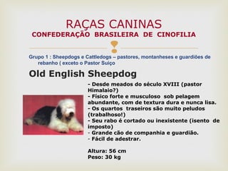 Grupo 1 : Sheepdogs e Cattledogs – pastores, montanheses e guardiões de
rebanho ( exceto o Pastor Suiço
Old English Sheepdog
RAÇAS CANINAS
CONFEDERAÇÃO BRASILEIRA DE CINOFILIA
- Desde meados do século XVIII (pastor
Himalaio?)
- Físico forte e musculoso sob pelagem
abundante, com de textura dura e nunca lisa.
- Os quartos traseiros são muito peludos
(trabalhoso!)
- Seu rabo é cortado ou inexistente (isento de
imposto)
- Grande cão de companhia e guardião.
- Fácil de adestrar.
Altura: 56 cm
Peso: 30 kg
 