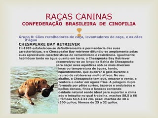 Grupo 8: Cães recolhedores de caça, levantadores de caça, e os cães
d'água
CHESAPEAKE BAY RETRIEVER
Em1885 estabeleceu-se definitivamente a permanência das suas
características, e o Chesapeake Bay retriever difundiu-se amplamente pelas
suas apreciáveis características de versatilidade e resistência. igualmente
habilidoso tanto na água quanto em terra, o Chesapeake Bay Retriever
desenvolveu-se ao longo da Bahia de Chesapeake
para caçar aves aquáticas sob os mais diversos
climas ou temperatura de águas, tendo,
freqüentemente, que quebrar o gelo durante o
percurso de retrieveres muito ativos. No seu
trabalho, o Chesapeake tem que, encarar o vento, a
correnteza e nadar em águas frias. A pelagem dupla
é formada por pêlos curtos, ásperos e ondulados e
subpêlos densos, finos e lanosos contendo
oleosidade natural sendo ideal para suportar o clima
gelado e inóspito no qual trabalha. machos 58,5 à 66
cm; fêmeas 53,5 à 61 cm. peso: machos de 30 a
36,200 quilos; fêmeas de 25 a 32 quilos.
RAÇAS CANINAS
CONFEDERAÇÃO BRASILEIRA DE CINOFILIA
 