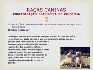 Grupo 8: Cães recolhedores de caça, levantadores de caça, e os
cães d'água
Golden Retriever
De origem britânica este cão de pelagem que vai do dourado até o
creme tem um porte atlético e um temperamento calmo que aos
poucos está conquistando o mundo todo.
Excelente para atividades físicas como
agility .Por ter excelente olfato é
muito usado, para farejar drogas e como
guia de cegos. Por ser um cão de
Temperamento equilibrado acredita-se
que, possa ser criado inclusive, em
apartamentos apesar de ter porte
grande.
RAÇAS CANINAS
CONFEDERAÇÃO BRASILEIRA DE CINOFILIA
 