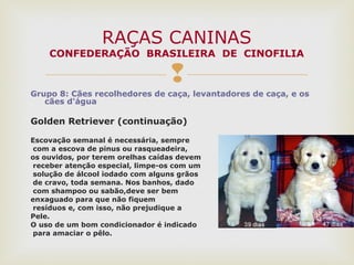 
Grupo 8: Cães recolhedores de caça, levantadores de caça, e os
cães d'água
Golden Retriever (continuação)
Escovação semanal é necessária, sempre
com a escova de pinus ou rasqueadeira,
os ouvidos, por terem orelhas caídas devem
receber atenção especial, limpe-os com um
solução de álcool iodado com alguns grãos
de cravo, toda semana. Nos banhos, dado
com shampoo ou sabão,deve ser bem
enxaguado para que não fiquem
resíduos e, com isso, não prejudique a
Pele.
O uso de um bom condicionador é indicado
para amaciar o pêlo.
RAÇAS CANINAS
CONFEDERAÇÃO BRASILEIRA DE CINOFILIA
 