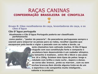 
Grupo 8: Cães recolhedores de caça, levantadores de caça, e os
cães d'água
Cão D”água português
Atualmente o Cão D'água Português poderia ser classificado
perfeitamente
como pastor , "pastor de pescaria". Os pescadores portugueses sempre o
usaram para empurrar os peixes para as redes, recolher aqueles que
escapavam pela borda e vigiar o pescado com as redes a bordo. ua
expressão limpa e aspecto chamativo tem cativado muitos. O Cão D'água
Português com sua constituição forte e compacta e
musculatura bem desenvolvida é um nadador olímpico.
Seu tamanho é mediano , entre 40 e 56cm e seu peso
entre 16 e 25Kg. Existem dois tipos de pelos: longo e
ondulado com brilho e mais curto , áspero e denso.
Suas cores são: branco , preto ou marrom , com ou sem
manchas brancas.Sem dúvida alguma trata-se de um
cão esportivo e de companhia muito inteligente ,
valente e incansável.
RAÇAS CANINAS
CONFEDERAÇÃO BRASILEIRA DE CINOFILIA
 
