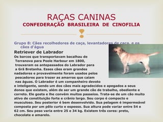 
Grupo 8: Cães recolhedores de caça, levantadores de caça, e os
cães d'água
Retriever de Labrador
Os barcos que transportavam bacalhau de
Terranova para Poole Harbour em 1800,
trouxeram os antepassados do Labrador para
a Grã Bretanha. Esses cães eram grandes
nadadores e provavelmente foram usados pelos
pescadores para trazer as amarras que caiam
nas águas. O Labrador é um companheiro devoto
e inteligente, sendo um dos cães mais agradecidos e apegados a seus
donos que existem, além de ser um grande cão de trabalho, obediente e
correto. Ele gosta e lhe convém muitos passeios. Trata-se de um cão muito
ativo de constituição forte e crânio largo. Seu corpo é compacto e
musculoso. Seu posterior é bem desenvolvido. Sua pelagem é impermeável
composta por um pêlo curto e espesso. Sua altura pode variar entre 54 e
62 cm. Seu peso varia entre 25 e 34 kg. Existem três cores: preto,
chocolate e amarelo.
RAÇAS CANINAS
CONFEDERAÇÃO BRASILEIRA DE CINOFILIA
 