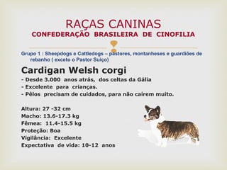 Grupo 1 : Sheepdogs e Cattledogs – pastores, montanheses e guardiões de
rebanho ( exceto o Pastor Suiço)
Cardigan Welsh corgi
- Desde 3.000 anos atrás, dos celtas da Gália
- Excelente para crianças.
- Pêlos precisam de cuidados, para não caírem muito.
Altura: 27 -32 cm
Macho: 13.6-17.3 kg
Fêmea: 11.4-15.5 kg
Proteção: Boa
Vigilância: Excelente
Expectativa de vida: 10-12 anos
RAÇAS CANINAS
CONFEDERAÇÃO BRASILEIRA DE CINOFILIA
 