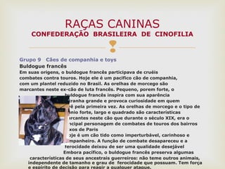 
Grupo 9 Cães de companhia e toys
Buldogue francês
Em suas origens, o buldogue francês participava de cruéis
combates contra touros. Hoje ele é um pacifico cão de companhia,
com um plantel reduzido no Brasil. As orelhas de morcego são
marcantes neste ex-cão de luta francês. Pequeno, porem forte, o
buldogue francês inspira com sua aparência
estranha grande e provoca curiosidade em quem
o vê pela primeira vez. As orelhas de morcego e o tipo de
crânio forte, largo e quadrado são características
marcantes neste cão que durante o século XIX, era o
principal personagem de combates de touros dos bairros
baixos de Paris
Hoje é um cão tido como imperturbável, carinhoso e
companheiro. A função de combate desapareceu e a
ferocidade deixou de ser uma qualidade desejável
Embora pacífico, o buldogue francês preserva algumas
características de seus ancestrais guerreiros: não teme outros animais,
independente de tamanho e grau de ferocidade que possuam. Tem força
e espírito de decisão para reagir a qualquer ataque,
RAÇAS CANINAS
CONFEDERAÇÃO BRASILEIRA DE CINOFILIA
 