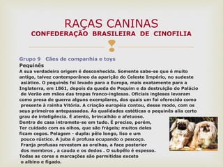 
Grupo 9 Cães de companhia e toys
Pequinês
A sua verdadeira origem é desconhecida. Somente sabe-se que é muito
antigo, talvez contemporâneo da aparição do Celeste Império, no sudeste
asiático. O pequinês foi levado para a Europa, mais exatamente para a
Inglaterra, em 1861, depois da queda de Pequim e da destruição do Palácio
de Verão em mãos das tropas franco-inglesas. Oficiais ingleses levaram
como presa de guerra alguns exemplares, dos quais um foi oferecido como
presente à rainha Vitória. A criação européia contou, desse modo, com os
seus primeiros antepassados. Às qualidades estéticas o pequinês alia certo
grau de inteligência. É atento, brincalhão e afetuoso.
Dentro de casa intromete-se em tudo. É preciso, porém,
Ter cuidado com os olhos, que são frágeis; muitos deles
ficam cegos. Pelagem - dupla: pêlo longo, liso e um
pouco rústico. A juba é profusa ocupando o pescoço.
Franja profusas revestem as orelhas, a face posterior
dos membros , a cauda e os dedos . O subpêlo é espesso.
Todas as cores e marcações são permitidas exceto
o albino e fígado.
RAÇAS CANINAS
CONFEDERAÇÃO BRASILEIRA DE CINOFILIA
 
