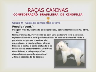 Grupo 9 Cães de companhia e toys
Poodle (cont.)
Pelagem frisada, cacheada ou encordoada, constantemente alerta, ativo,
de
fácil aprendizado. Movimenta-se com uma andadura leve e saliente.
O pescoço é forte e bem proporcionado; as pernas dianteiras retas e
paralelas, as pernas traseiras são
musculosas; a cauda polada, alta no
traseiro e ereta; o peito profundo e as
costelas são protuberantes. Como cão
de utilidade, a pelagem profusa
atrapalhava a natação do animal
, daí a necessidade da tosquia.
RAÇAS CANINAS
CONFEDERAÇÃO BRASILEIRA DE CINOFILIA
 