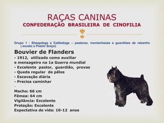 Grupo 1 : Sheepdogs e Cattledogs – pastores, montanheses e guardiões de rebanho
( exceto o Pastor Suiço)
Bouvier de Flanders
- 1912, utilizado como auxiliar
e mensageiro na 1a Guerra mundial
- Excelente pastor, guardião, provas
- Queda regular de pêlos
- Escovação diária
- Precisa caminhar
-
Macho: 66 cm
Fêmea: 64 cm
Vigilância: Excelente
Proteção: Excelente
Expectativa de vida: 10-12 anos
RAÇAS CANINAS
CONFEDERAÇÃO BRASILEIRA DE CINOFILIA
 