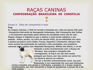 
Grupo 9 Cães de companhia e toys
Pug
De origem chinesa, o PUG foi levado à Holanda por volta do século XVI pela
Companhia Mercante de Navegação Holandesa, dita Companhia das Índias
, e foi bastante apreciado pelas damas da sociedade como cão de colo.
Depois chegou à Inglaterra que o adotou e mais tarde redigiria o seu
padrão. Antes, porém, no início do século XVII, já era difundido em vário
s países europeus como Itália, França, Espanha e Alemanha. Sempre tido
como animal de estimação da nobreza e alta sociedade, sua trajetória
remonta os episódios com Napoleão Bonaparte, Willian the Silent, o rei da
Holanda e mais recentemente com o Duque de
Windsor. Sua energia e simpatia são
contagiantes. O Pug é um cão sem muita
pelagem por baixo, por isso sente um certo frio
se deixá-lo dormir ao relento.
Por ter o focinho extremamente curto, sua pré-
disposição a má respiração faz com que tenhamos
certos cuidados com gripes e resfriados, e possam vir a trazer maiores
complicações, por isso mantenha-o longe de geladeiras e jamais dê a ele
nada gelado.
RAÇAS CANINAS
CONFEDERAÇÃO BRASILEIRA DE CINOFILIA
 