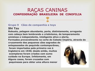
Grupo 9 Cães de companhia e toys
Shi Tzu
Robusto, pelagem abundante, porte, distintamente, arrogante
com cabeça bem lembrando o crisântemo, de temperamento
amistoso e independente, inteligente ativo e alerta.
Formados provavelmente na corte do Celeste Império, através do
cruzamento dos pequenos cães sagrados do Tibet com os
antepassados do pequinês contemporâneo,
foram importados pela primeira vez à
Inglaterra em 1930; desde então, muitos
exemplares foram criados com sumo
cuidado na Europa. Infelzmente, em
Alguns casos, foram cruzados com
pequineses para obter uma altura menor
RAÇAS CANINAS
CONFEDERAÇÃO BRASILEIRA DE CINOFILIA
 