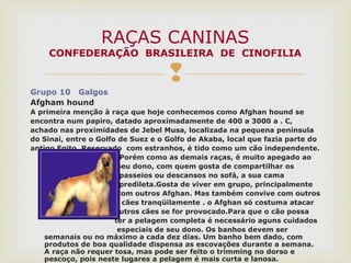 
Grupo 10 Galgos
Afgham hound
A primeira menção à raça que hoje conhecemos como Afghan hound se
encontra num papiro, datado aproximadamente de 400 a 3000 a . C,
achado nas proximidades de Jebel Musa, localizada na pequena península
do Sinai, entre o Golfo de Suez e o Golfo de Akaba, local que fazia parte do
antigo Egito. Reservado com estranhos, é tido como um cão independente.
Porém como as demais raças, é muito apegado ao
seu dono, com quem gosta de compartilhar os
passeios ou descansos no sofá, a sua cama
predileta.Gosta de viver em grupo, principalmente
com outros Afghan. Mas também convive com outros
cães tranqüilamente . o Afghan só costuma atacar
outros cães se for provocado.Para que o cão possa
ter a pelagem completa é necessário aguns cuidados
especiais de seu dono. Os banhos devem ser
semanais ou no máximo a cada dez dias. Um banho bem dado, com
produtos de boa qualidade dispensa as escovações durante a semana.
A raça não requer tosa, mas pode ser feito o trimming no dorso e
pescoço, pois neste lugares a pelagem é mais curta e lanosa.
RAÇAS CANINAS
CONFEDERAÇÃO BRASILEIRA DE CINOFILIA
 