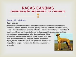 
Grupo 10 Galgos
Greyhound
O nome do greyhound seria uma deformação de greek-hound (sabujo
helênico) cão de linhas e aspecto geral parecido, embora em forma tosca,
como o lebrel moderno, e muito difundido na Grécia em tempos remotos. A
sua importância ao Ocidente haver-se-ia produzida graças aos fenícios,
aos celtas ou aos cruzados. pêlo do greyhound é liso
e espesso e suas cores podem variar muito, mas o de
pêlo ruivo com máscara negra é o mais procurado.
O greyhound pode atingir 70 km por hora. Possuindo
inigualável força e resistência. Inteligente, amoroso
e gentil.
RAÇAS CANINAS
CONFEDERAÇÃO BRASILEIRA DE CINOFILIA
 