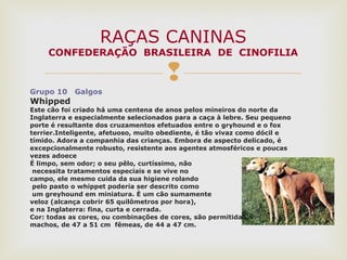 
Grupo 10 Galgos
Whipped
Este cão foi criado há uma centena de anos pelos mineiros do norte da
Inglaterra e especialmente selecionados para a caça à lebre. Seu pequeno
porte é resultante dos cruzamentos efetuados entre o gryhound e o fox
terrier.Inteligente, afetuoso, muito obediente, é tão vivaz como dócil e
tímido. Adora a companhia das crianças. Embora de aspecto delicado, é
excepcionalmente robusto, resistente aos agentes atmosféricos e poucas
vezes adoece
É limpo, sem odor; o seu pêlo, curtíssimo, não
necessita tratamentos especiais e se vive no
campo, ele mesmo cuida da sua higiene rolando
pelo pasto o whippet poderia ser descrito como
um greyhound em miniatura. È um cão sumamente
veloz (alcança cobrir 65 quilômetros por hora),
e na Inglaterra: fina, curta e cerrada.
Cor: todas as cores, ou combinações de cores, são permitidas.
machos, de 47 a 51 cm fêmeas, de 44 a 47 cm.
RAÇAS CANINAS
CONFEDERAÇÃO BRASILEIRA DE CINOFILIA
 