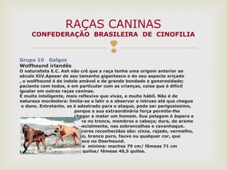 
Grupo 10 Galgos
Wolfhound irlandês
O naturalista E.C. Ash não crê que a raça tenha uma origem anterior ao
século XIV.Apesar de seu tamanho gigantesco e do seu aspecto eriçado
, o wolfhound é de índole amável e de grande bondade e generosidade;
paciente com todos, e em particular com as crianças, coisa que é difícil
igualar em outras raças caninas.
É muito inteligente, mais reflexivo que vivaz, e muito hábil. Não é de
natureza mordedora: limita-se a latir e a observar o intruso até que chegue
o dono. Entretanto, se é adestrado para o ataque, pode ser perigosíssimo,
porque a sua extraordinária força permite-lhe
chegar a matar um homem. Sua pelagem é áspera e
dura no tronco, membros e cabeça; dura, de arame
especialmente, nas sobrancelhas e cavanhaque.
As cores reconhecidas são: cinza, rajado, vermelho,
preto, branco puro, fauve ou qualquer cor, que
aparece no Deerhound.
altura mínima: machos 79 cm/ fêmeas 71 cm
pêso mínimo: machos 54,5 quilos/ fêmeas 40,5 quilos.
RAÇAS CANINAS
CONFEDERAÇÃO BRASILEIRA DE CINOFILIA
 