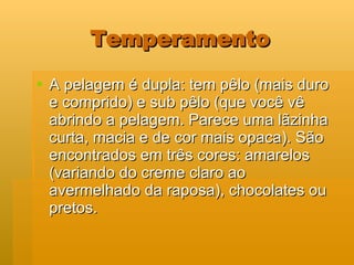 Temperamento A pelagem é dupla: tem pêlo (mais duro e comprido) e sub pêlo (que você vê abrindo a pelagem. Parece uma lãzinha curta, macia e de cor mais opaca). São encontrados em três cores: amarelos (variando do creme claro ao avermelhado da raposa), chocolates ou pretos.  