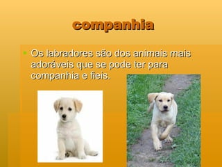 companhia Os labradores são dos animais mais adoráveis que se pode ter para companhia e fieis. 