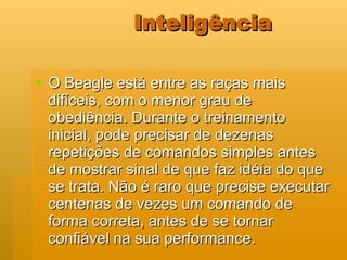Inteligência O Beagle está entre as raças mais difíceis, com o menor grau de obediência. Durante o treinamento inicial, pode precisar de dezenas repetições de comandos simples antes de mostrar sinal de que faz idéia do que se trata. Não é raro que precise executar centenas de vezes um comando de forma correta, antes de se tornar confiável na sua performance.  