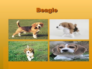 Beagle 
