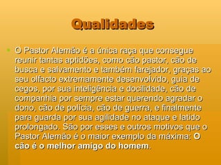 Qualidades O Pastor Alemão é a única raça que consegue reunir tantas aptidões, como cão pastor, cão de busca e salvamento e também farejador, graças ao seu olfacto extremamente desenvolvido, guia de cegos, por sua inteligência e docilidade, cão de companhia por sempre estar querendo agradar o dono, cão de polícia, cão de guerra, e finalmente para guarda por sua agilidade no ataque e latido prolongado. São por esses e outros motivos que o Pastor Alemão é o maior exemplo da máxima:  O cão é o melhor amigo do homem .  