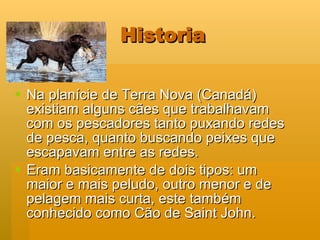 Historia Na planície de Terra Nova (Canadá) existiam alguns cães que trabalhavam com os pescadores tanto puxando redes de pesca, quanto buscando peixes que escapavam entre as redes. Eram basicamente de dois tipos: um maior e mais peludo, outro menor e de pelagem mais curta, este também conhecido como Cão de Saint John. 