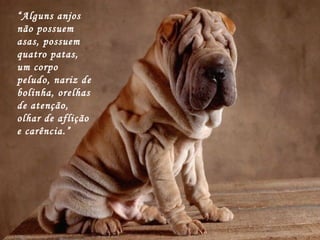 “ Alguns anjos não possuem asas, possuem quatro patas, um corpo peludo, nariz de bolinha, orelhas de atenção, olhar de aflição e carência.” 