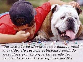 Um cÃo não se afasta mesmo quando você o agride, ele retorna cabisbaixo pedindo desculpas por algo que talvez não fez, lambendo suas mãos a suplicar perdão. 