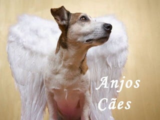 Anjos Cães 