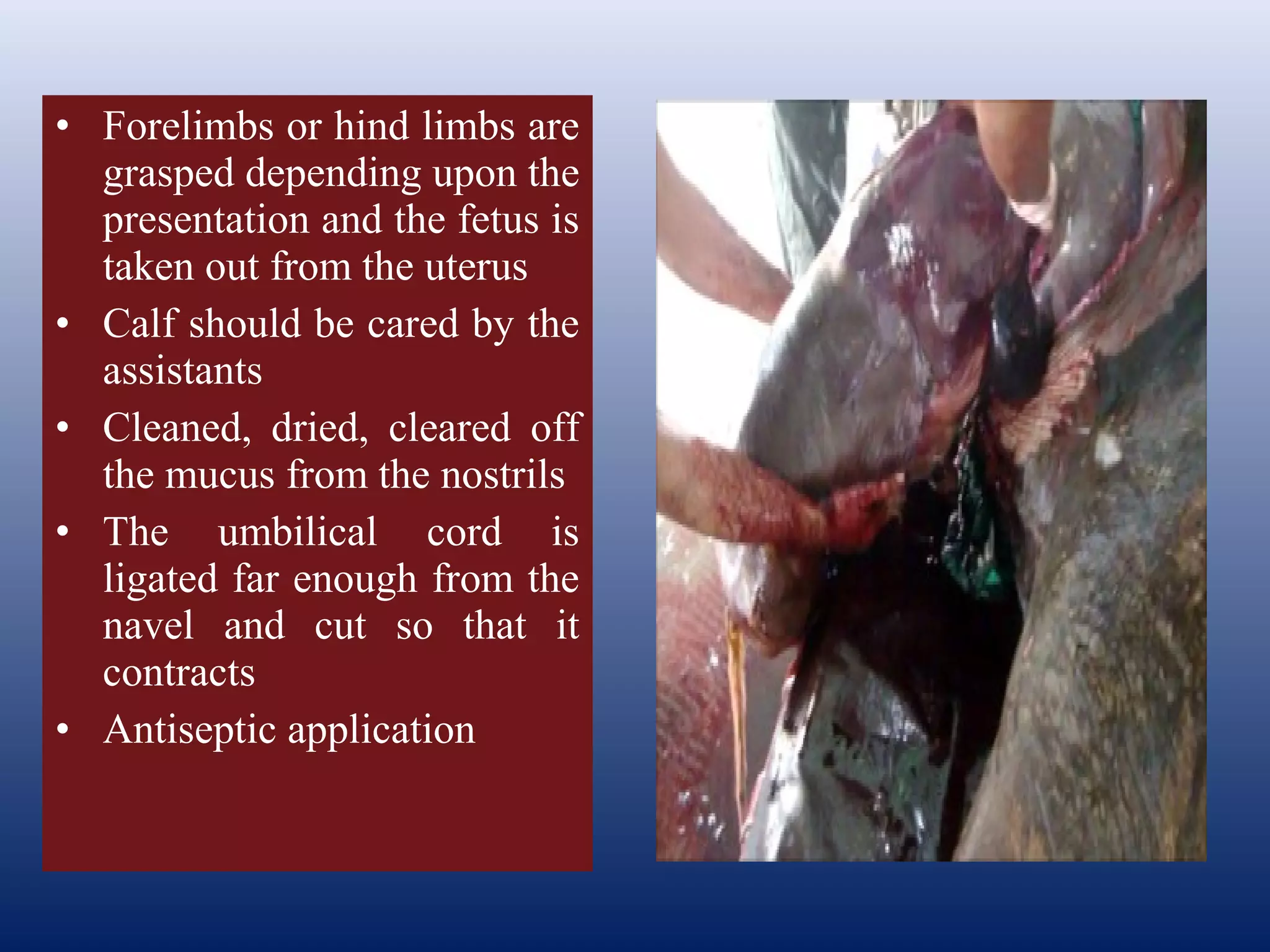 • Forelimbs or hind limbs are
grasped depending upon the
presentation and the fetus is
taken out from the uterus
• Calf should be cared by the
assistants
• Cleaned, dried, cleared off
the mucus from the nostrils
• The umbilical cord is
ligated far enough from the
navel and cut so that it
contracts
• Antiseptic application
 
