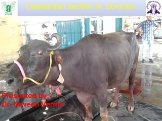 Caesarean section in bovines
Presented by:-
Dr. Naveen Verma
 