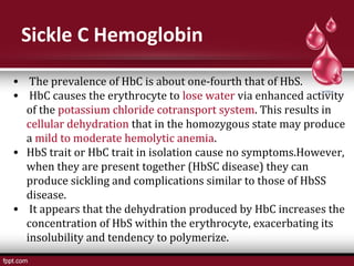 Sickle C Hemoglobin
• The prevalence of HbC is about one-fourth that of HbS.
• HbC causes the erythrocyte to lose water via enhanced activity
of the potassium chloride cotransport system. This results in
cellular dehydration that in the homozygous state may produce
a mild to moderate hemolytic anemia.
• HbS trait or HbC trait in isolation cause no symptoms.However,
when they are present together (HbSC disease) they can
produce sickling and complications similar to those of HbSS
disease.
• It appears that the dehydration produced by HbC increases the
concentration of HbS within the erythrocyte, exacerbating its
insolubility and tendency to polymerize.
 