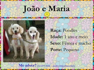 João e Maria Raça:  Poodles  Idade:  1 ano e meio  Sexo:  Fêmea e macho  Porte:  Pequeno Me adota?   (21) 2273-8233  /  [email_address] 