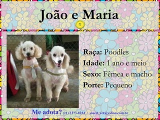 João e Maria Raça:  Poodles  Idade:  1 ano e meio  Sexo:  Fêmea e macho  Porte:  Pequeno Me adota?   (21) 2273-8233  /  [email_address] 