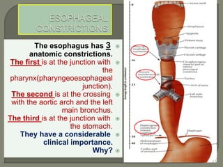 The esophagus has 3
anatomic constrictions.
The first is at the junction with
the
pharynx(pharyngeoesophageal
junction).
The second is at the crossing
with the aortic arch and the left
main bronchus.
The third is at the junction with
the stomach.
They have a considerable
clinical importance.
Why?
 