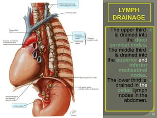 The upper third
is drained into
the deep
cervical nodes.
The middle third
is drained into
the superior and
inferior
mediastinal
nodes.
The lower third is
drained in the
celiac lymph
nodes in the
abdomen.
By Prof. Saeed Abuel Makarem & Dr. Jamila El
Medany
14
 