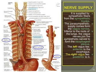 It is supplied by
sympathetic fibers
from the sympathetic
trunks.
The parasympathetic
supply comes form
the vagus nerves.
Inferior to the roots of
the lungs, the vagus
nerves join the
sympathetic nerves to
form the esophageal
plexus.
The left vagus lies
anterior to the
esophagus.
The right vagus lies
posterior to it.
By Prof. Saeed Abuel Makarem & Dr. Jamila El
Medany
15
 