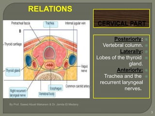 Posteriorly:
Vertebral column.
Laterally:
Lobes of the thyroid
gland.
Anteriorly:
Trachea and the
recurrent laryngeal
nerves.
By Prof. Saeed Abuel Makarem & Dr. Jamila El Medany
3
RELATIONS
 