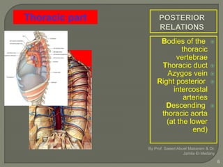 Bodies of the
thoracic
vertebrae
Thoracic duct
Azygos vein
Right posterior
intercostal
arteries
Descending
thoracic aorta
(at the lower
end)
By Prof. Saeed Abuel Makarem & Dr.
Jamila El Medany
6
Thoracic part
 